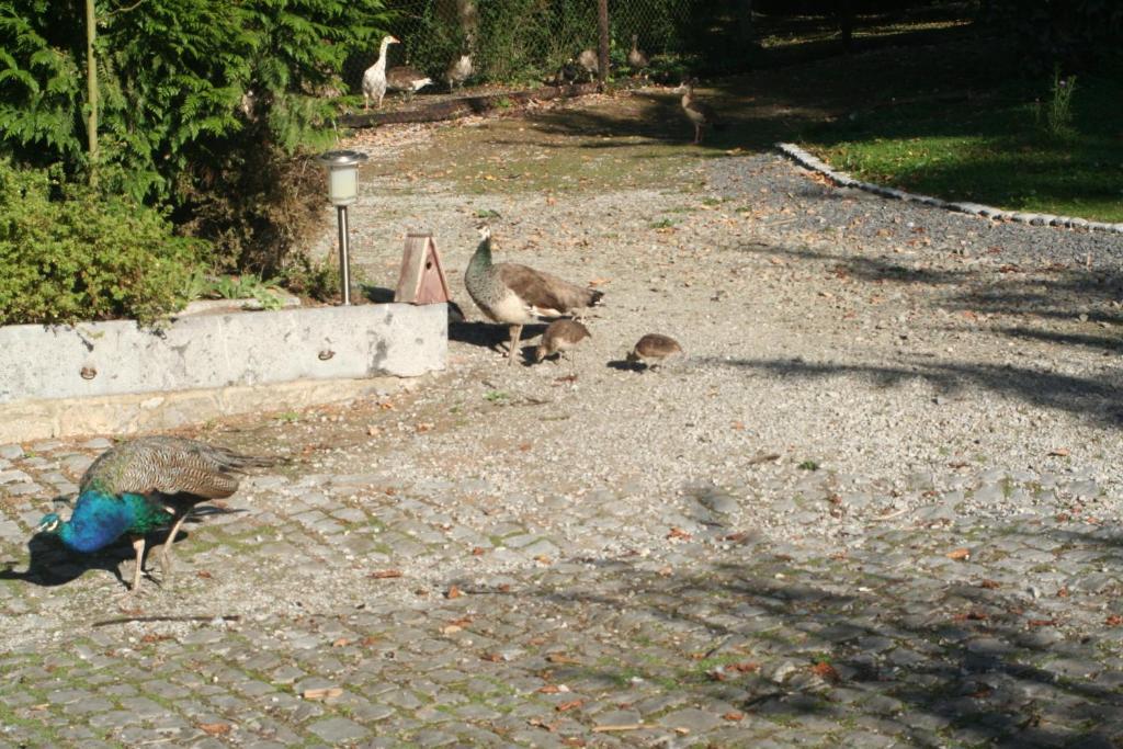 Tromcourt Hotel Couvin Buitenkant foto